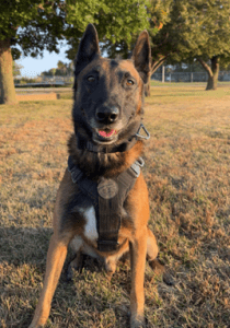 K9 sitting in at a park
