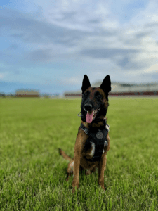 K9 in a field sitting